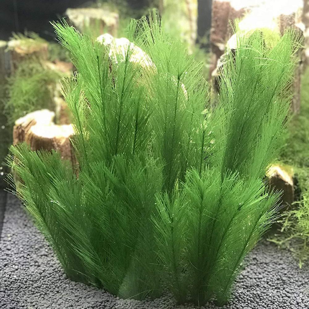 1/3 pçs 28/40cm aquário tanque - Live Plant Aquarium avaliação e preço
