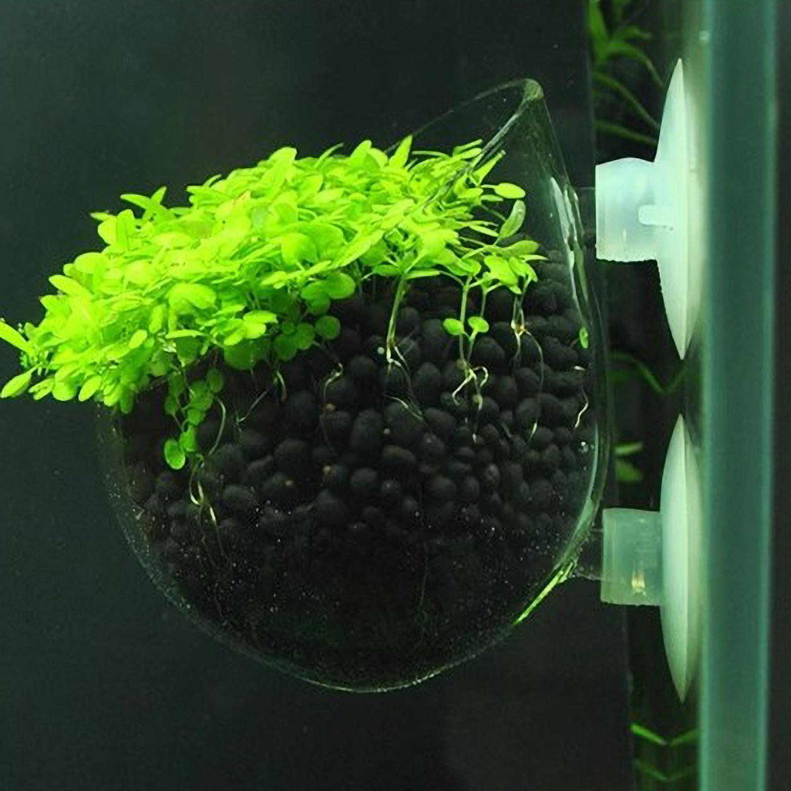 Suporte de Plantas para Aquári - Live Plant Aquarium avaliação e preço