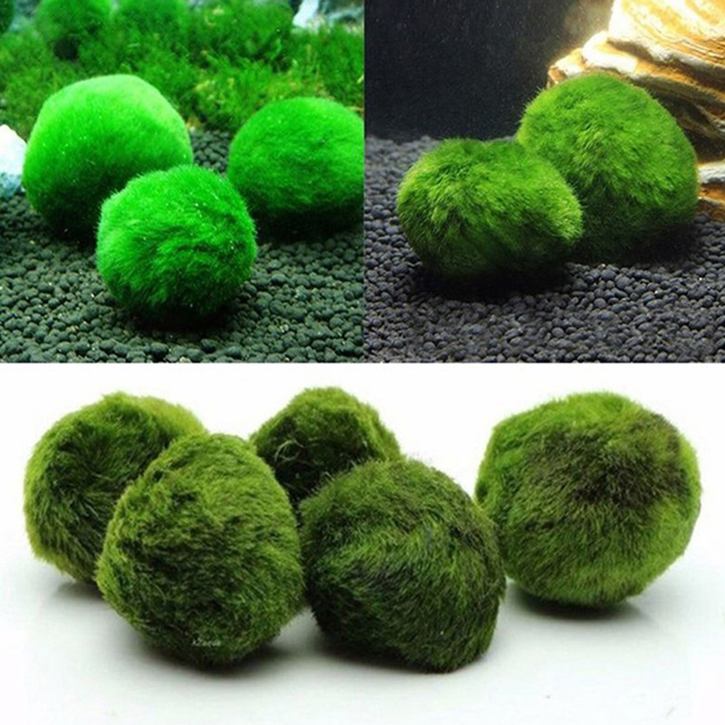 Marimo musgo bolas ao vivo aqu - Live Plant Aquarium avaliação e preço
