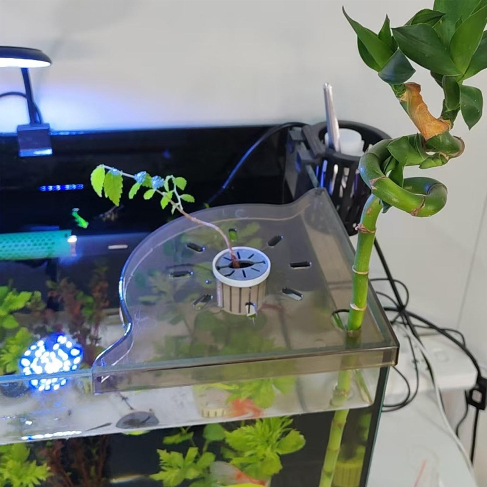 Suporte de Canto para Aquário  - Aquarium Plants Live avaliação e preço