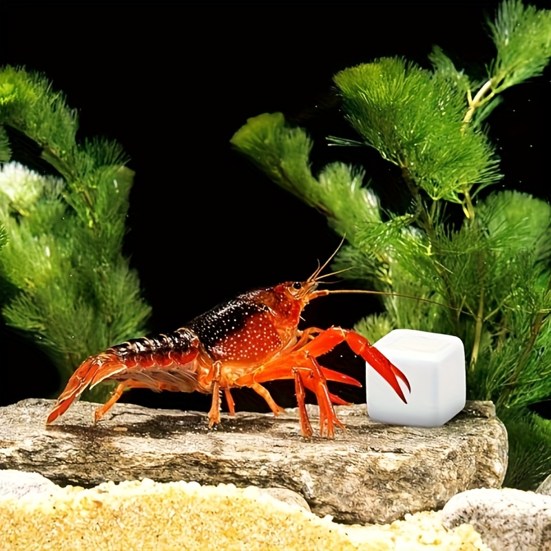 6 Peças de Blocos de Cálcio pa - Aquarium Plants Live avaliação e preço